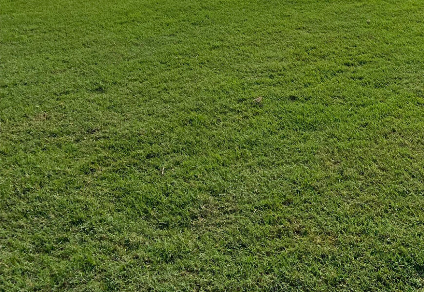 Growing Bermuda Grass: Learn About Bermuda Grass Care