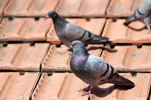 Way To Control Pigeons Around Your Place of Business