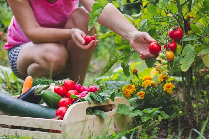 The Ultimate Guide to Organic Gardening: Cultivating Green Spaces Naturally