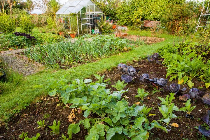 Backyard Gardening: Cultivating Green Spaces at Home