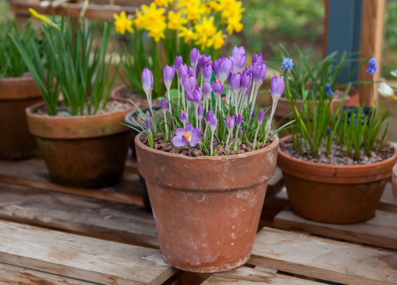 Where to Buy Plants Online: 5 Best Online Nurseries Ranked