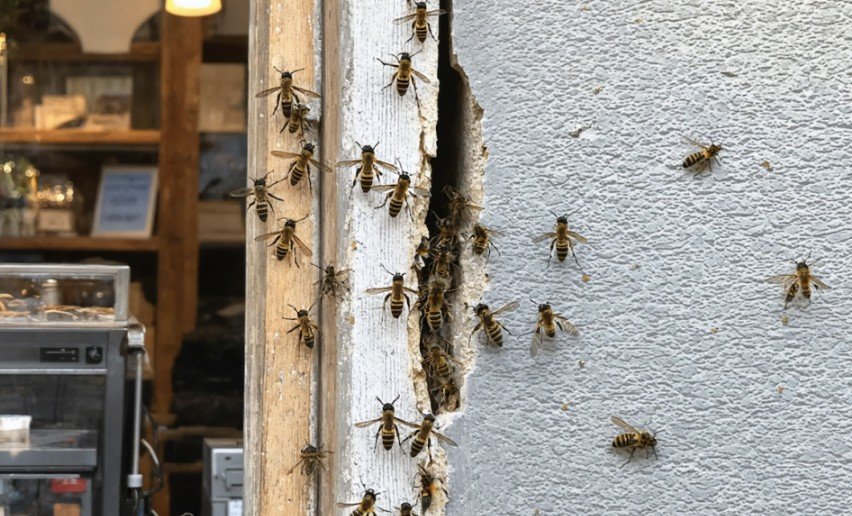 Pest Issues Common in Sheridan’s Small Business Districts