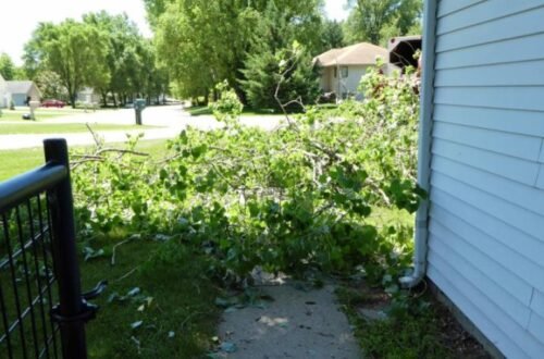 tree trimming service springfield mo