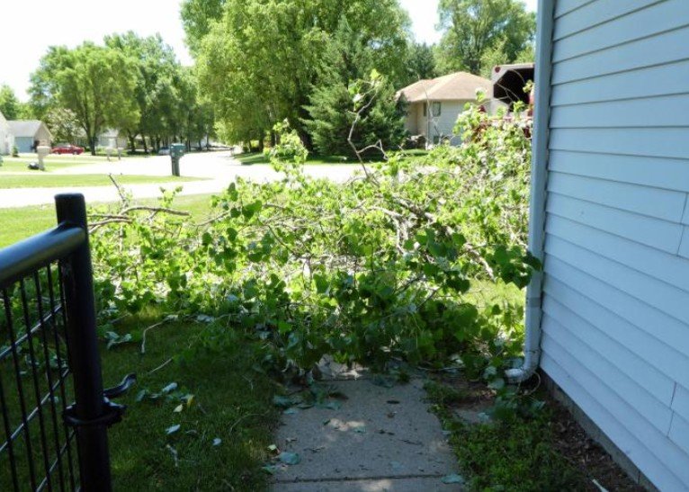 tree trimming service springfield mo
