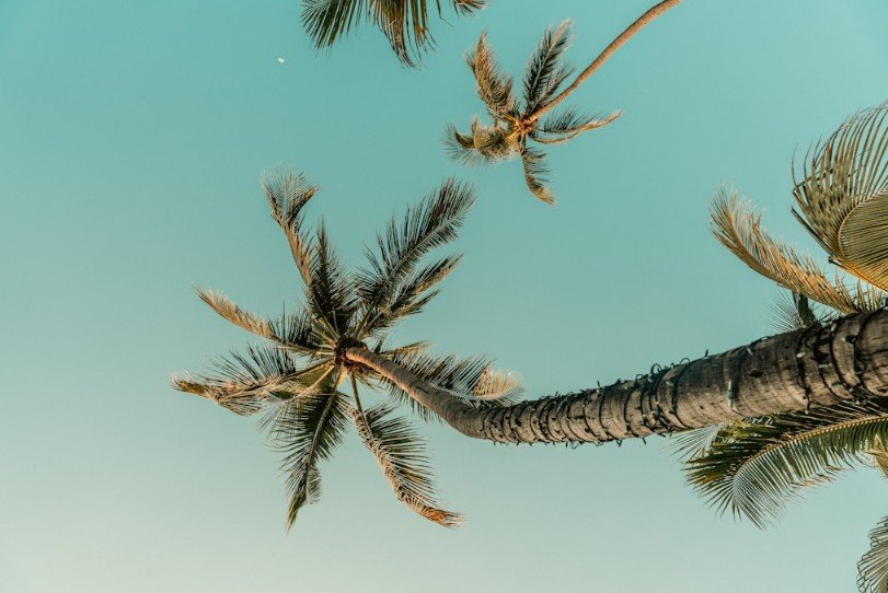 Elevating Your Landscape with Florida’s Iconic Palms